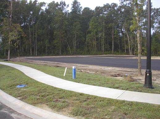 Cypress_during1