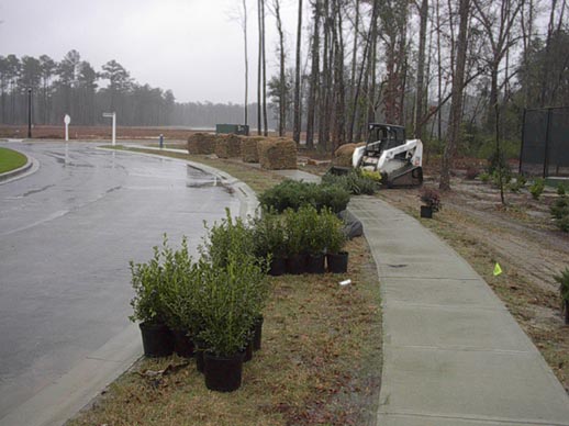 Cypress_during6
